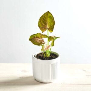 Syngonium red heart baby