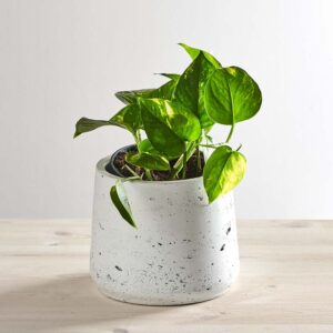 Epipremnum złociste (aureum)