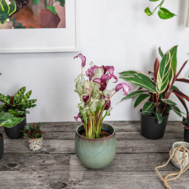 Zantedeschia frozen queen (kalla) - Sklep z roślinami Mała Szklarnia