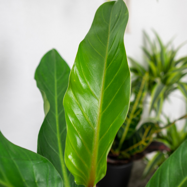 philodendron-fatboy-yellow