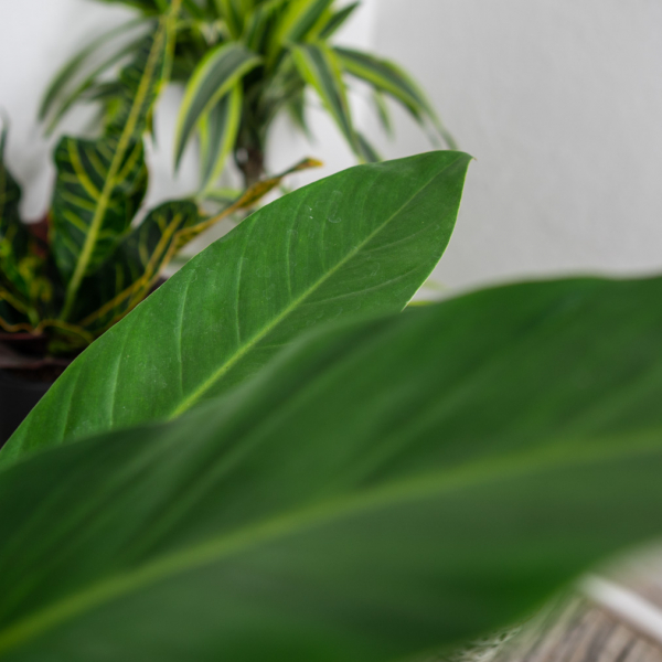 philodendron-fatboy-yellow