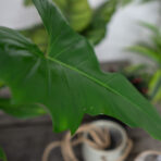 philodendron-green-dragon