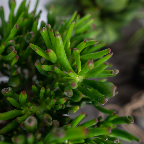 crassula-ovata-gollum-drzewko-grubosz