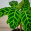 calathea-zebrina