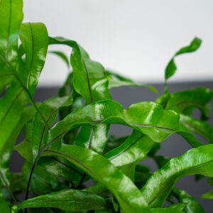 paproc-kangurza-microsorum-diversifolium
