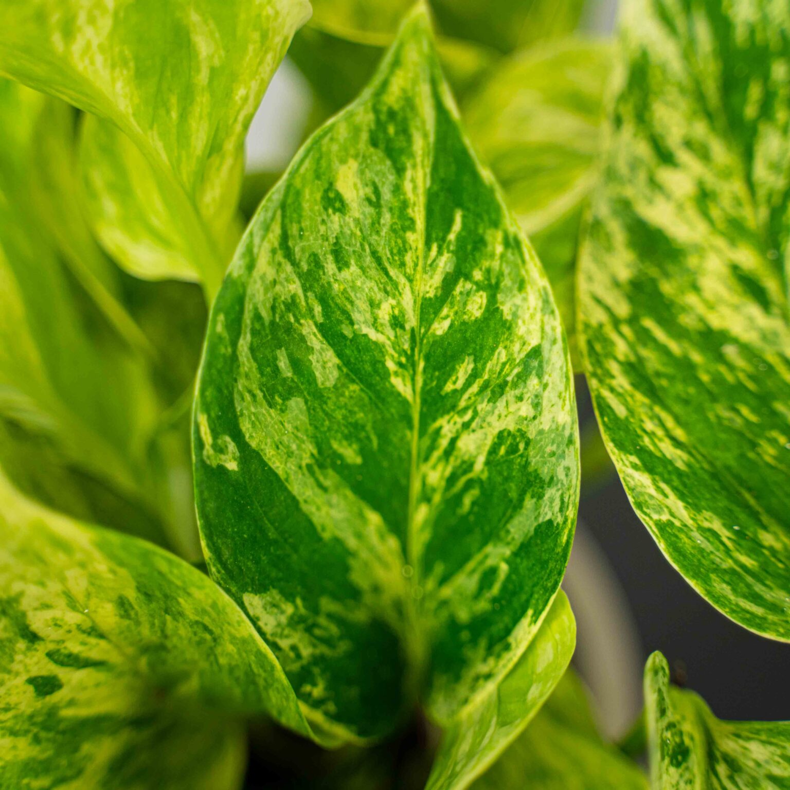 Epipremnum marble queen - Sklep z roślinami Mała Szklarnia