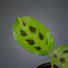 Maranta leuconeura kerchoveana variegata baby
