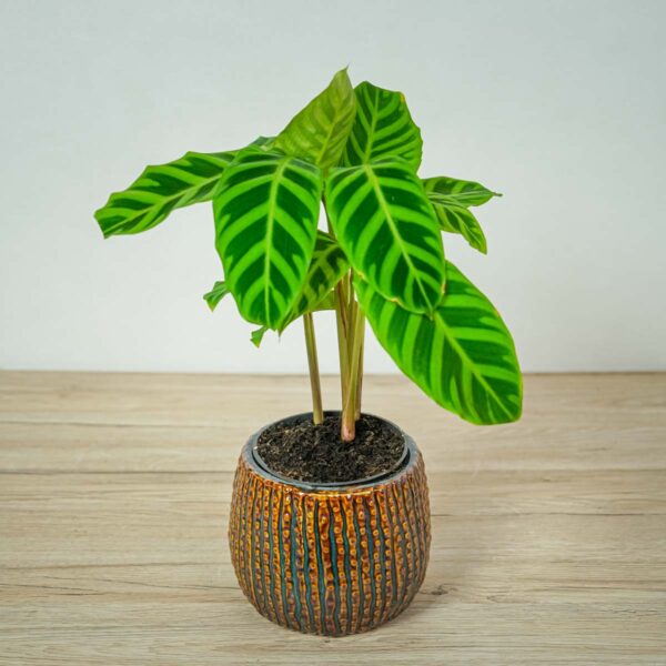 calathea-zebrina