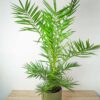 daktylowiec-kanaryjski-phoenix-canariensis