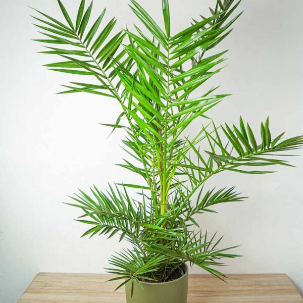 daktylowiec-kanaryjski-phoenix-canariensis