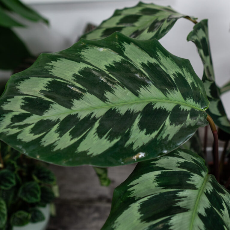 Calathea helen kennedy - Mała Szklarnia