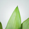 sansevieria-moonshine