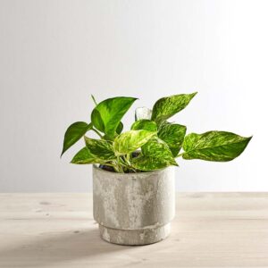 Epipremnum marble queen