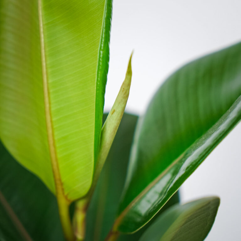 Fikus Elastica Robusta Ficus Ma A Szklarnia