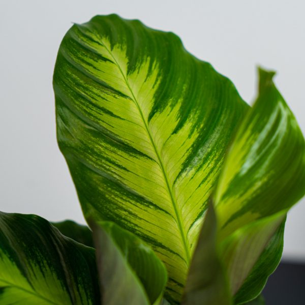calathea-misto