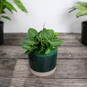 peperomia-angulata-rocca-verde
