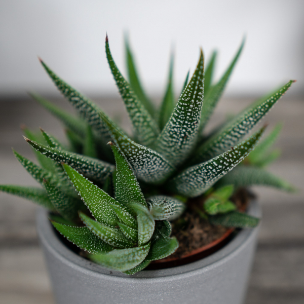 haworsja-fasciata-concolor-haworthia