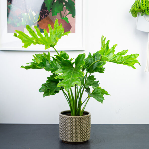 philodendron-selloum-hope