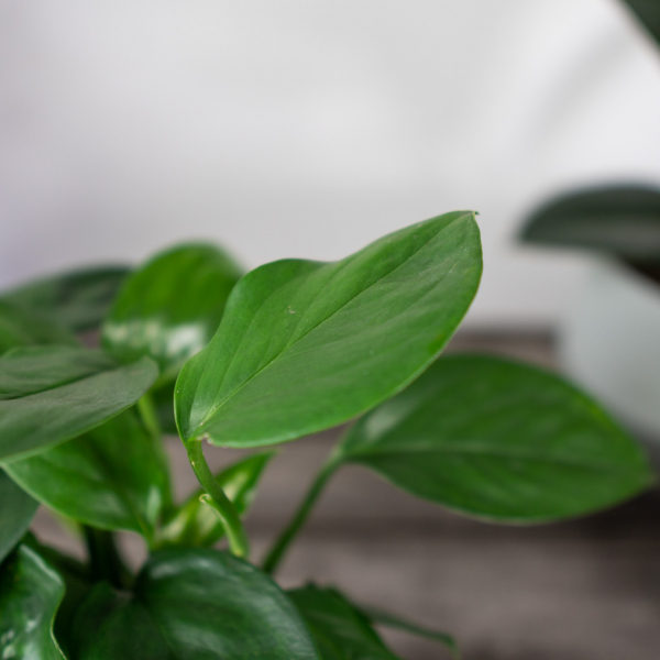 monstera-acuminata