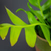 kaktus-zygzak-epiphyllum-chrysocardium