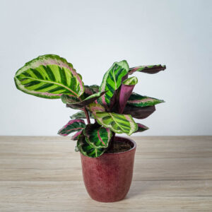calathea-roseopicta-illustris
