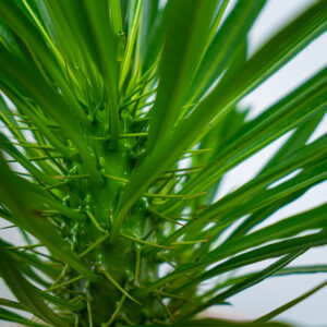 palma-madagaskaru-pachypodium-lamerei