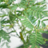 akacja-srebrzysta-mimoza-acacia-gaulois-dealbata
