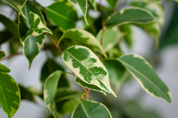 fikus-golden-king fikus-golden-king