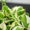 epipremnum-njoy