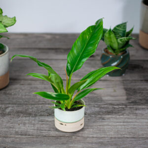 philodendron-narrow-baby