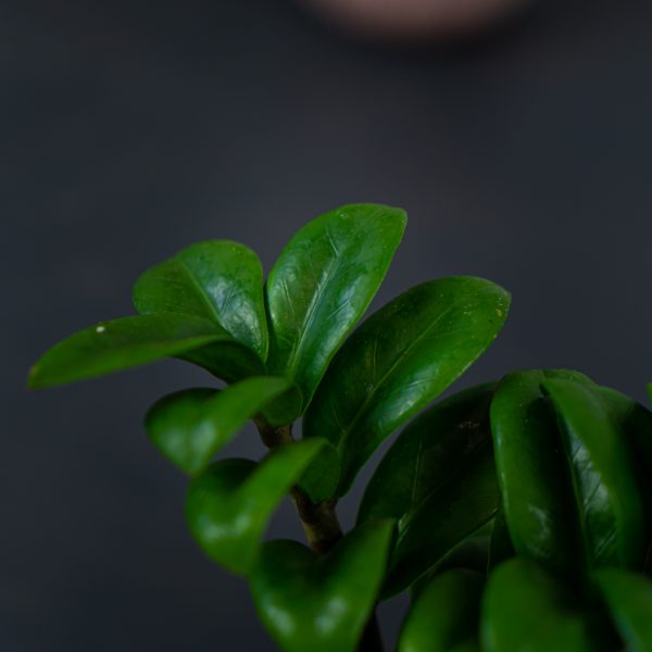 zamioculcas-zamiifolia-zenzi-baby