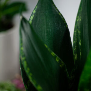 sansevieria-trifasciata-silver-flame