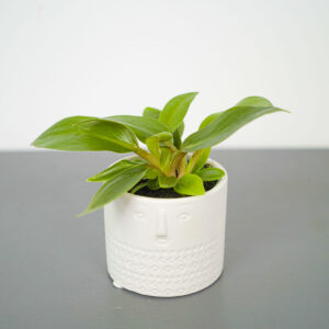 philodendron-melinonii-baby