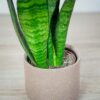 sansevieria-zeylanica