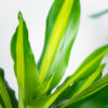 dracaena-fragrans-cintho