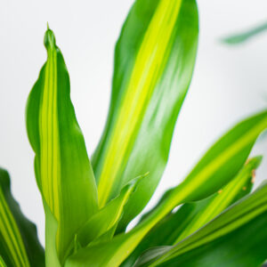 dracaena-fragrans-cintho
