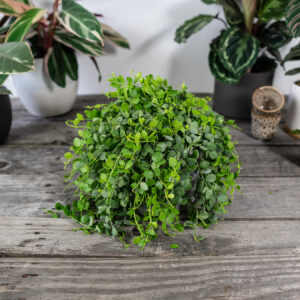 dischidia-okraglolistna-nummularia