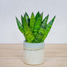 sansevieria-zeylanica