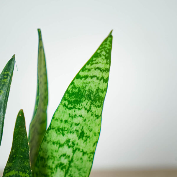 sansevieria-zeylanica (4) sansevieria-zeylanica