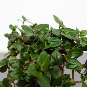 smuzyna-plozaca-baby-callisia-repens