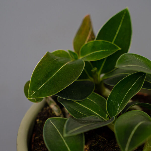 storczyk-ludisia-discolor-var-nigrescens-jewel-orchid storczyk-ludisia-discolor-var-nigrescens-jewel-orchid