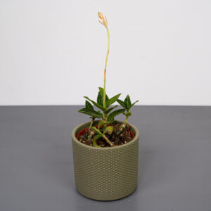 storczyk-ludisia-discolor-alba-jewel-orchid