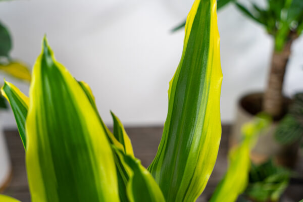 dracena-fragrans-golden-king-dracaena