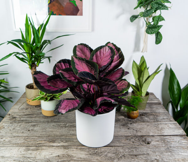 calathea-roseopicta-crimson