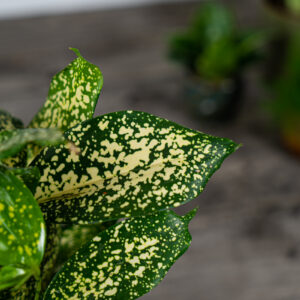 dracena-surculosa-florida-beauty-dracaena