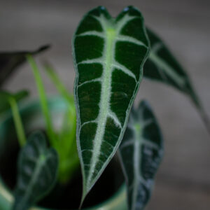alokazja-curly-bambino-baby-alocasia