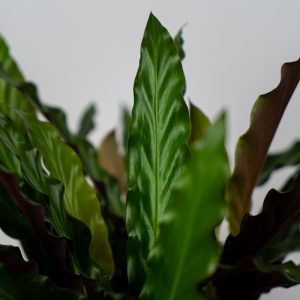 calathea-rufibarba