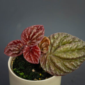 peperomia-caperata-quito-baby