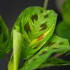maranta-leuconeura-kerchoveana-variegata