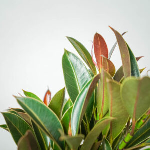 fikus-elastica-melany-ficus-drzewko